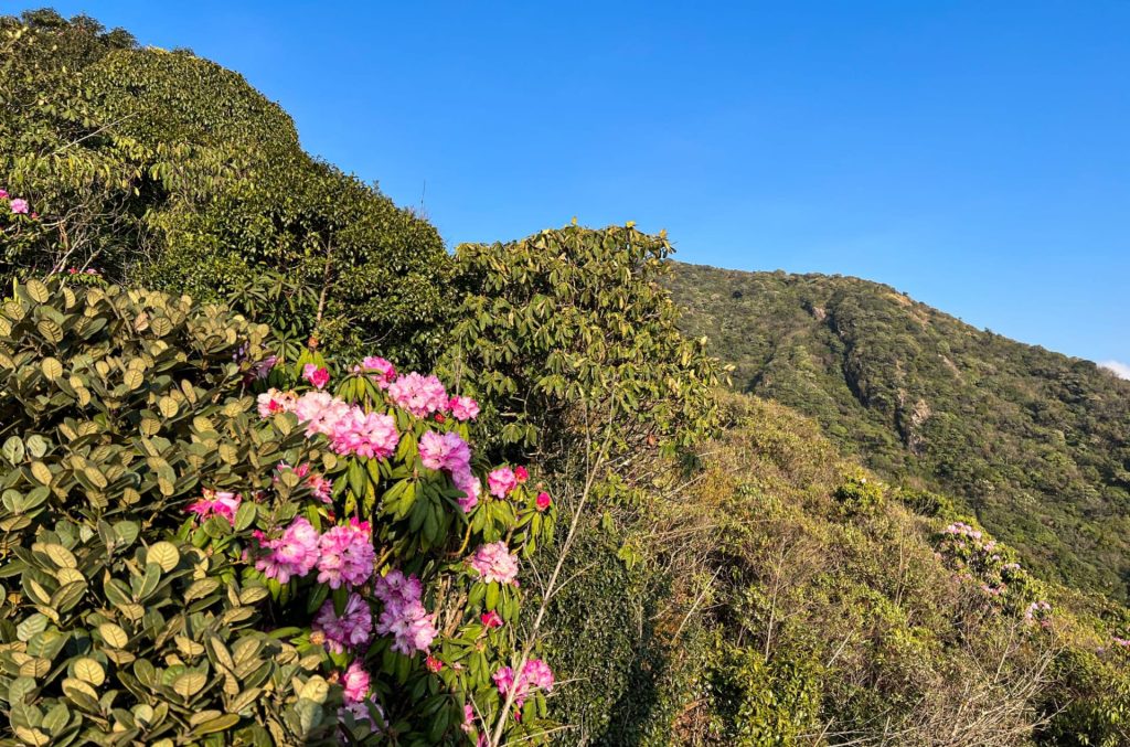 Tà Chì Nhù - Con Đường Đỗ Quyên